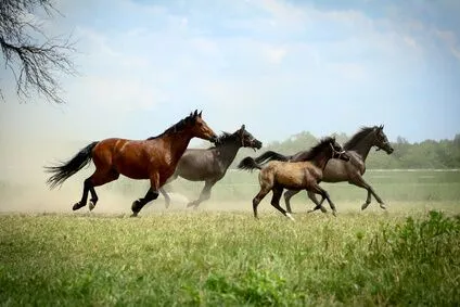 Learn to Paint Horses and Dogs In Watercolor For The Absolute Beginner
