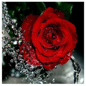 Rose Red DIY Diamond Painting